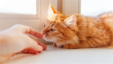 O Sentido Do Olfato No Gato: Saber Tudo, Entender Tudo